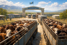 Экспорт живого скота 