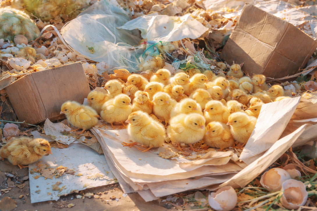 Житель СКО обнаружил десятки живых цыплят на свалке в Петропавловске